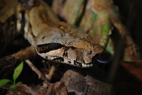 Saint Lucia Boa reference