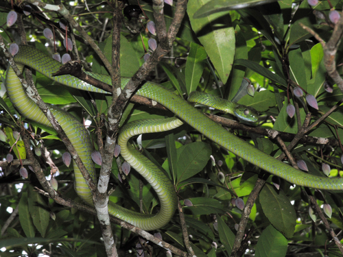 Green Cat Snake reference