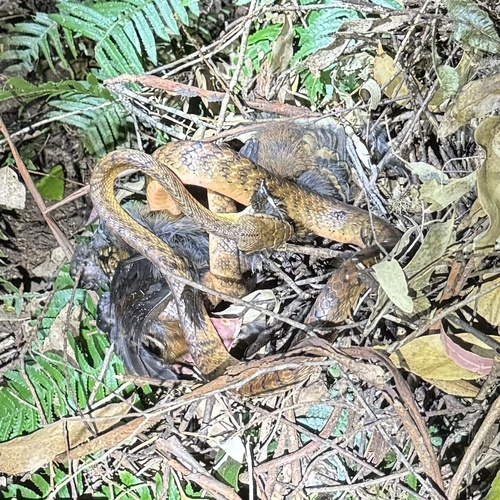 Brown Tree Snake reference