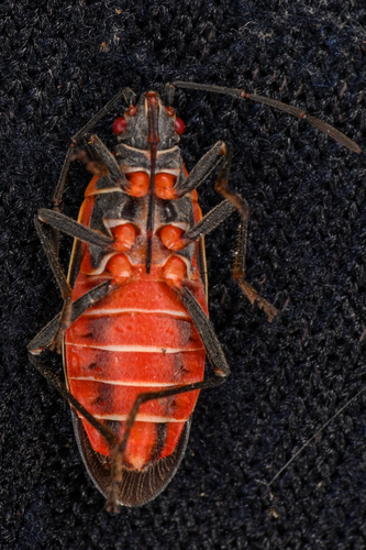 Western Boxelder Bug reference