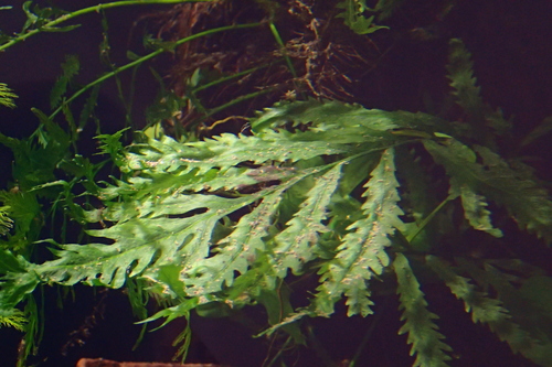 African Water Fern reference