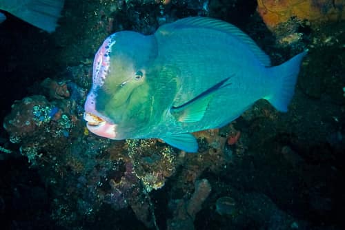 Green Humphead Parrotfish reference