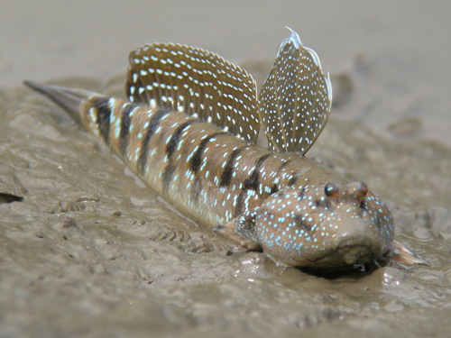 Blue-spotted Mudskipper reference