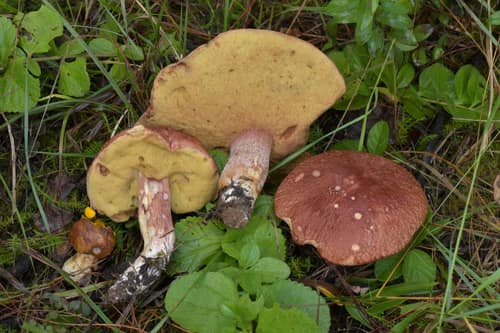 Pine Bolete reference