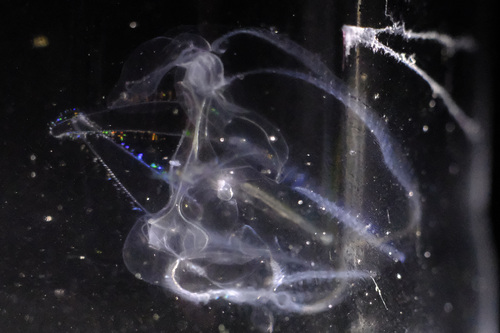 Northern Comb Jelly reference