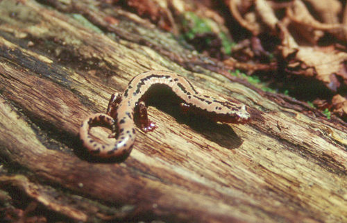 Mexican Mushroomtongue Salamander reference