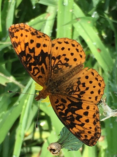 Meadow Fritillary reference