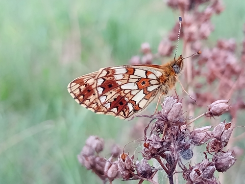 Silver-bordered Fritillary reference