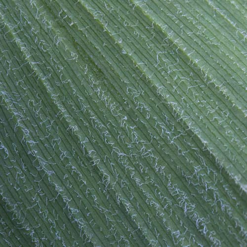 Climbing Inca Lily reference