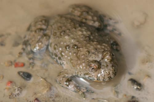 Yellow-bellied Toad reference