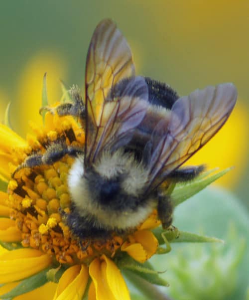 Rusty-patched Bumble Bee reference