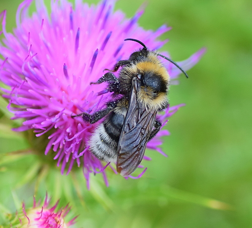 Barbut's Cuckoo Bumblebee reference