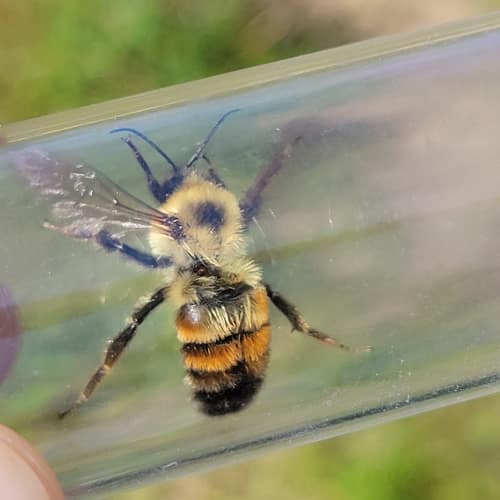 Two-spotted Bumble Bee reference