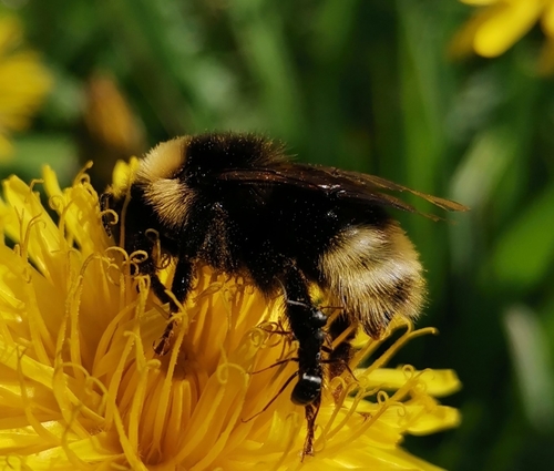 Gypsy Cuckoo Bumble Bee reference