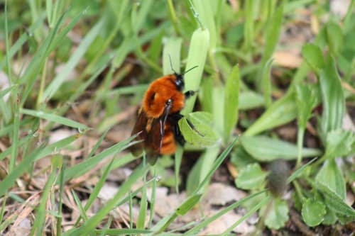 Fuegian Bumblebee reference