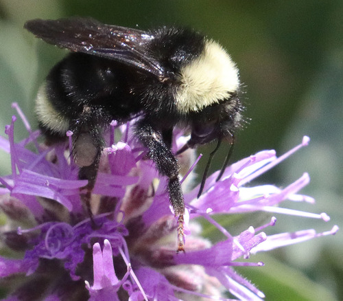 Yellow Bumble Bee reference