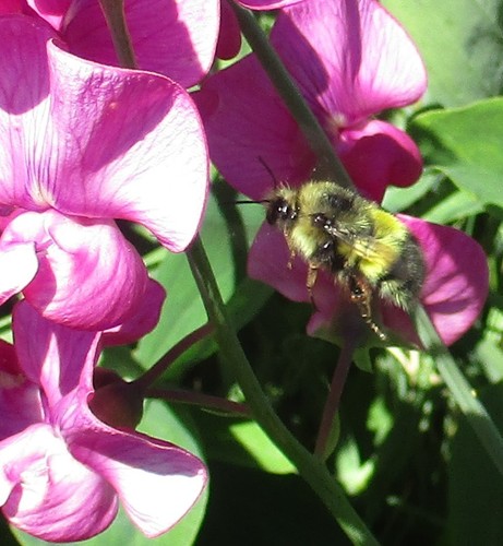 Yellow-fronted Bumble Bee reference