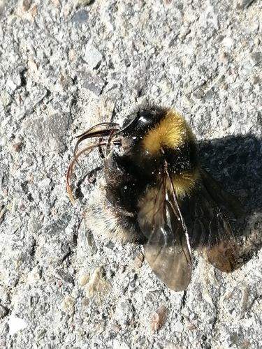 Garden Bumblebee reference