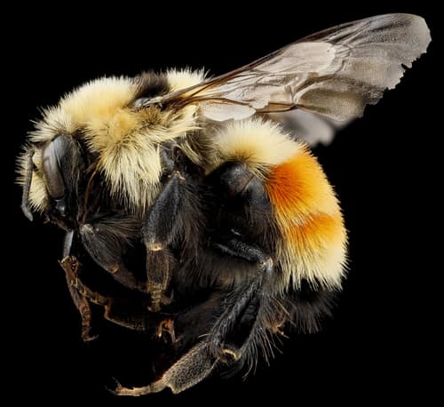 Hunt's Bumble Bee reference