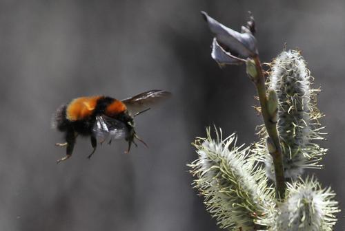 Arctic Bumblebee reference