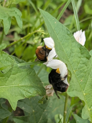 Asian Bumblebee reference