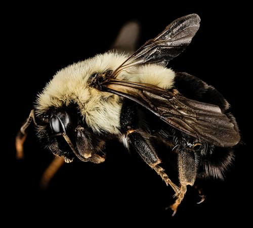 Common Eastern Bumble Bee reference