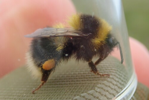 Heath Bumblebee reference