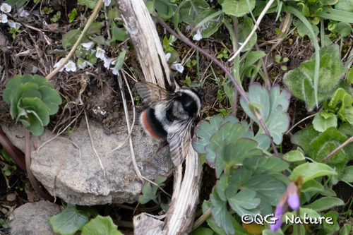 Ladakh Bumblebee reference