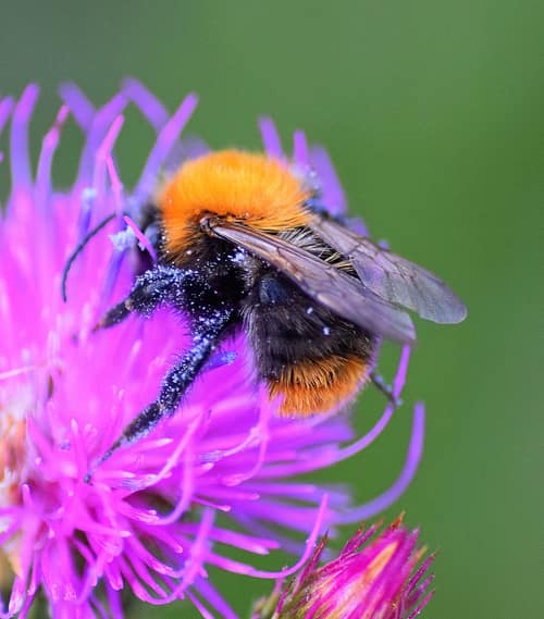 Common Carder Bee reference