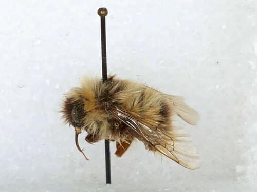 Polar Bumblebee reference