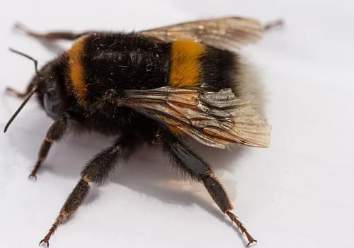 Buff-Tailed Bumblebee reference
