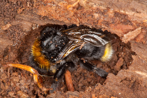 Vestal Cuckoo Bumblebee reference