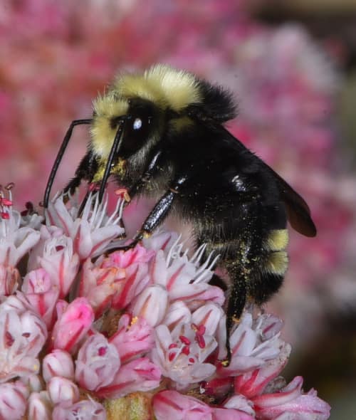 Yellow-faced Bumble Bee reference