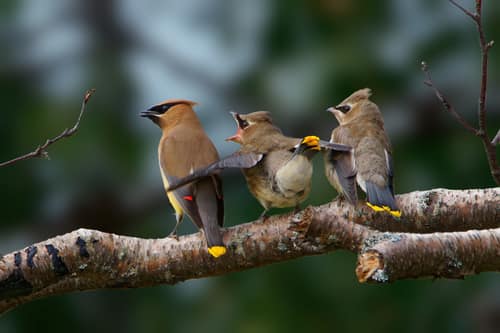 Cedar Waxwing reference