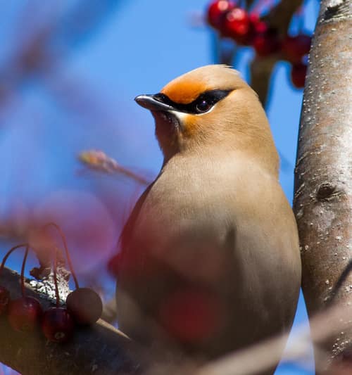 Bohemian Waxwing reference