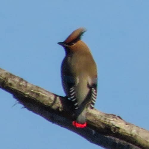 Japanese Waxwing reference