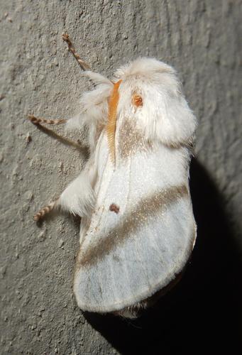 Pepper-Tree Moth reference