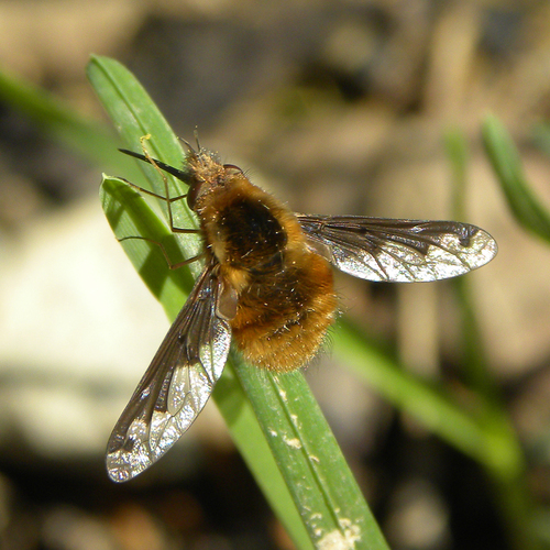 Greater Bee Fly reference