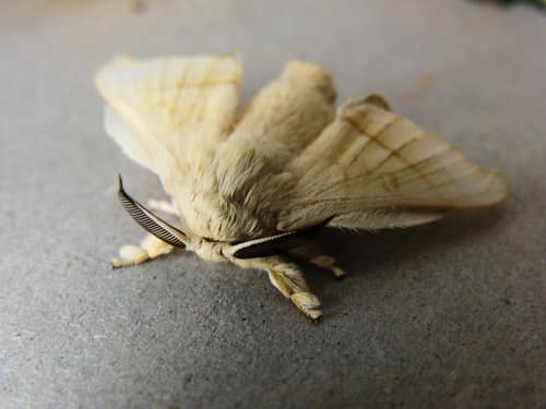 Domestic Silkmoth reference