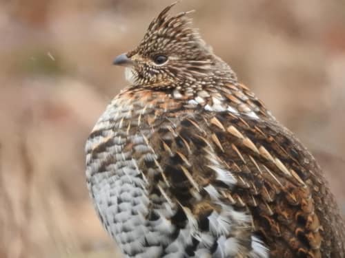 Ruffed Grouse reference