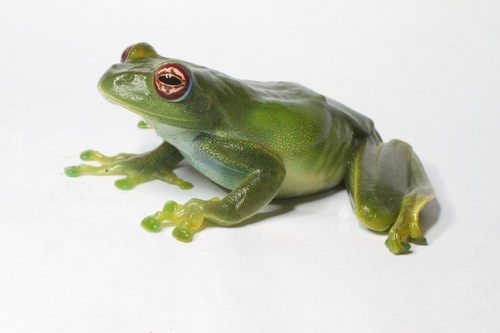 Yellow Bright-eyed Frog reference