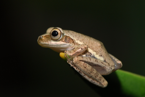 Madagascar Bullfrog reference