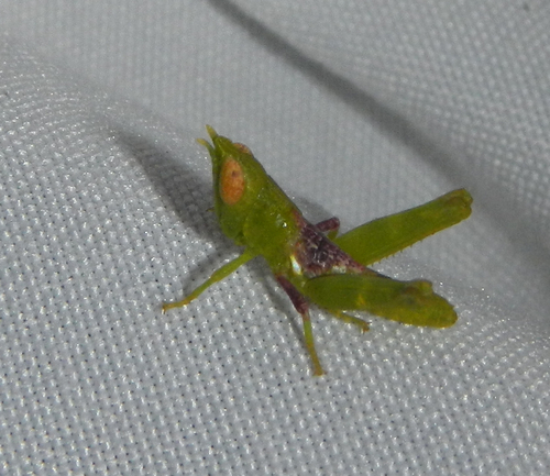 Creosote Grasshopper reference