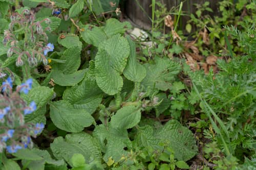 Common Borage reference