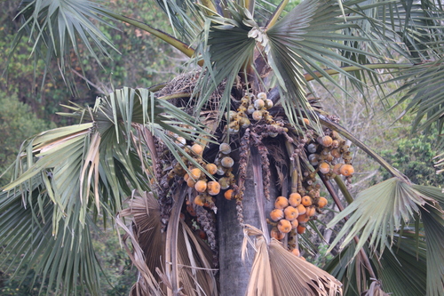African Fan Palm reference