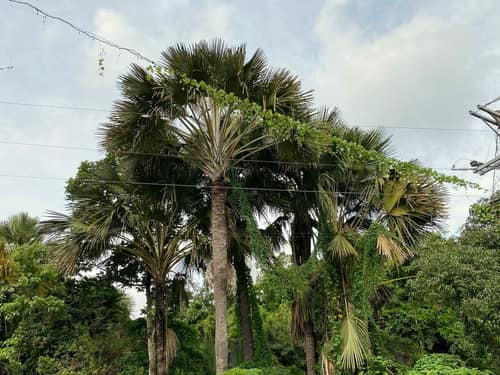 Asian Palmyra Palm reference