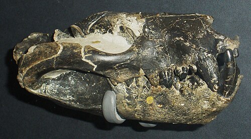 Borhyaena reference