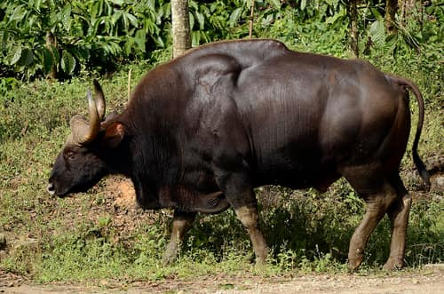 Gaur reference