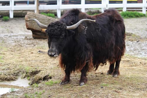 Yak reference