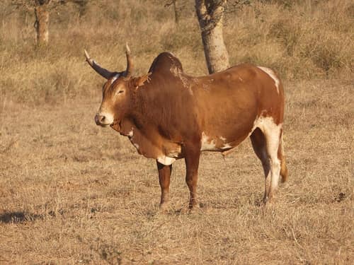 Zebu reference